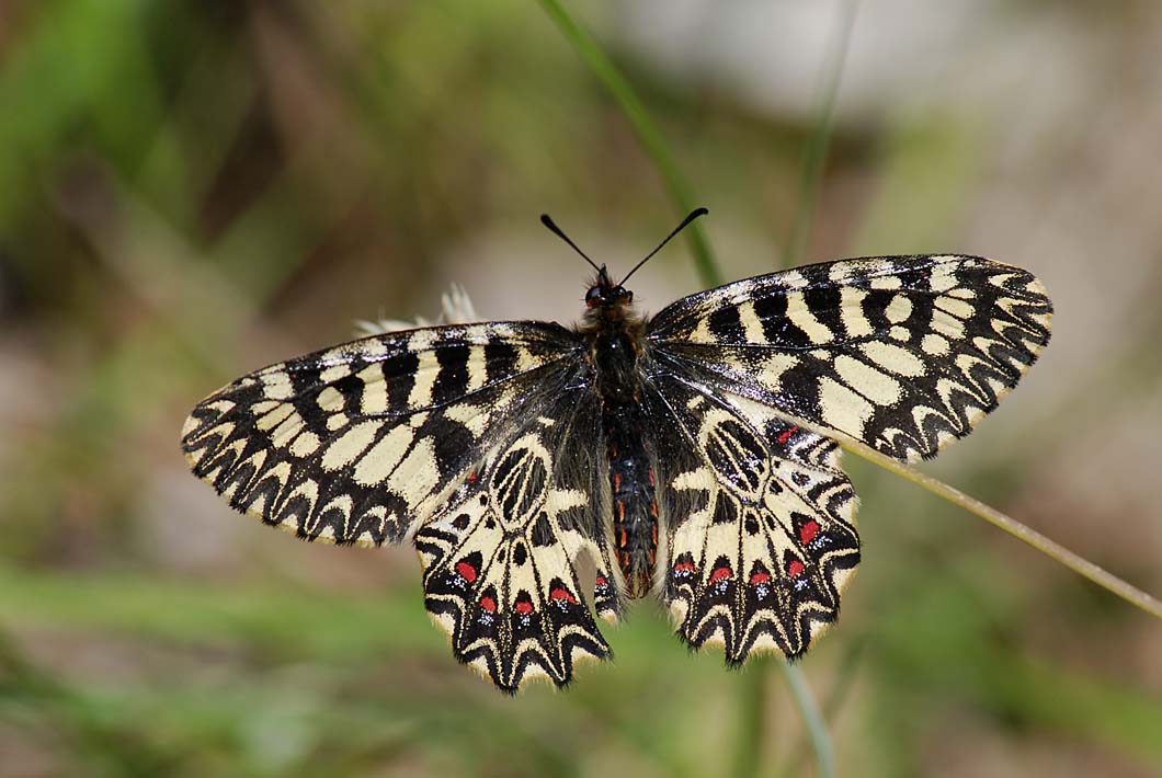 ancora su Zerynthia polyena e Zerynthia cassandra